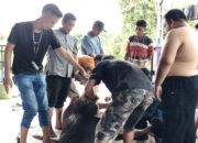 Idul Adha 1445 H, IWO Muba Potong Sapi Qurban