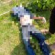 PJS Berduka, Waka DPD PJS Babel Diduga Dibunuh, Jasad Dibuang ke Sumur Kebun